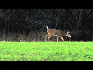 Whitetail Fix Presented by Bear Archery - Whitetail Fix Presented by Bear Archery