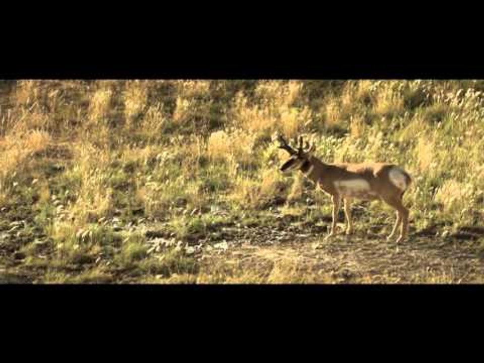 Raised Hunting - Choices