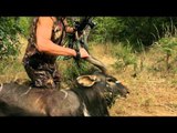 Jim Shockeys Hunting Adventures - Nyala in South Africa with a Bowtech