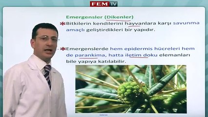 Bitki Biyolojisi   Bitkilerin Dokulari 3