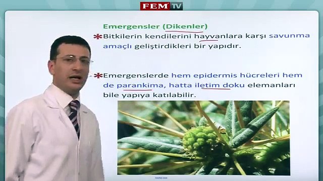 Bitki Biyolojisi Bitkilerin Dokulari 3