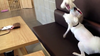 Dog breaks up fight