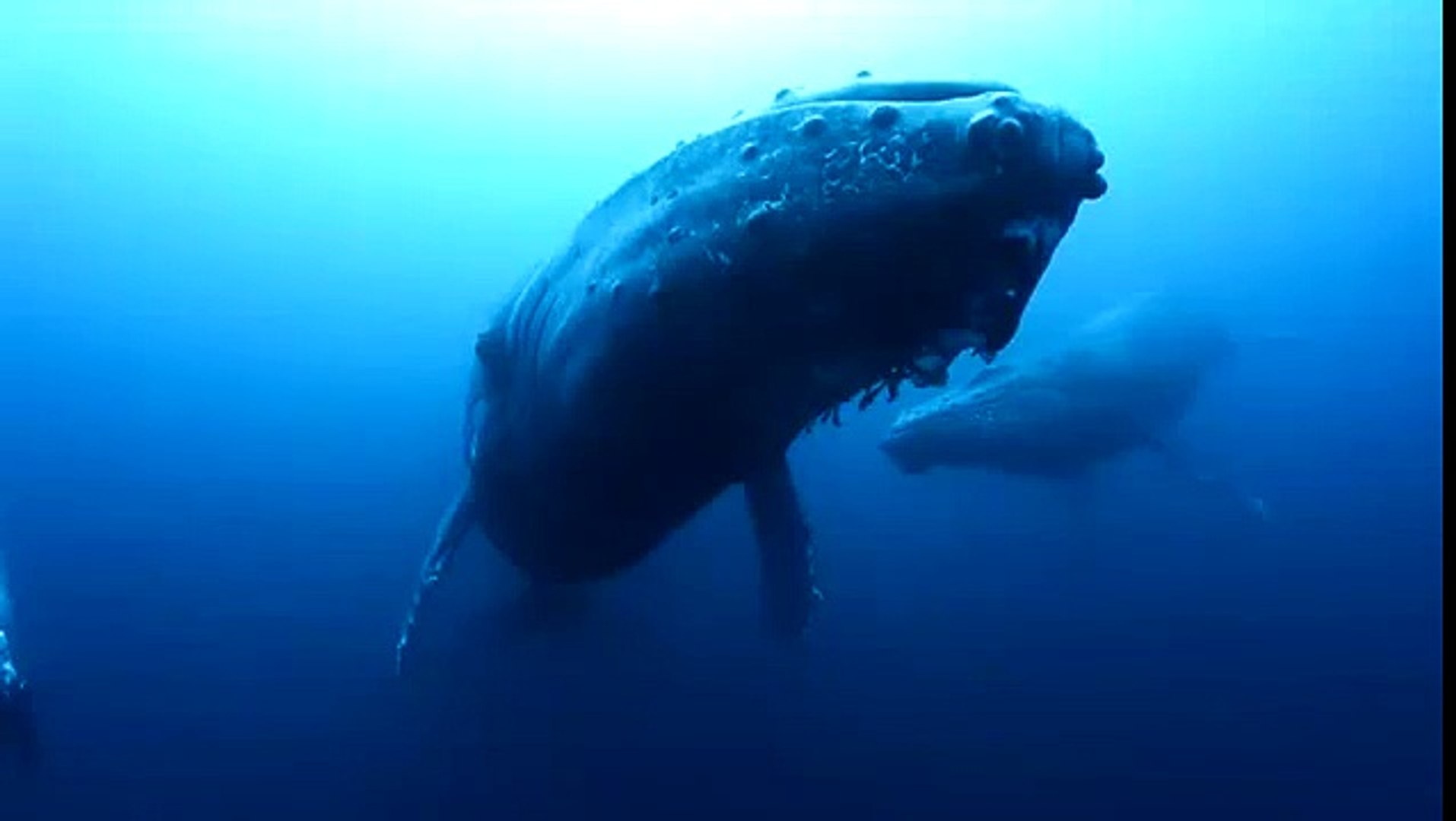 ⁣Majestic Humpback Whales