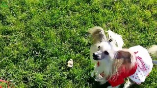 Cute Dogs Saying I Love You Compilation 2013