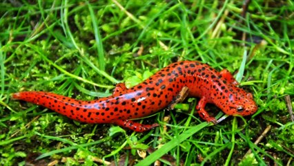 10 Creatures You Never Knew Existed