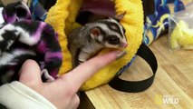 How to Bond with a Sugar Glider | Sugar Gliders