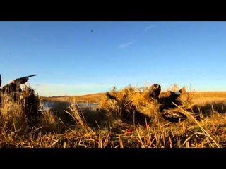 Claudio Ongaros Hired to Hunt - Slam Dunks and Happy Feet