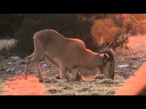 Babe Winkelmans Outdoor Secrets - Excalibur Time in Texas