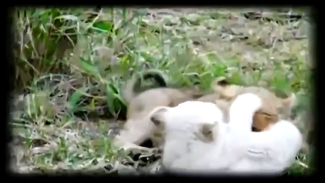Wild Animals - White Lions -Documentary 2015