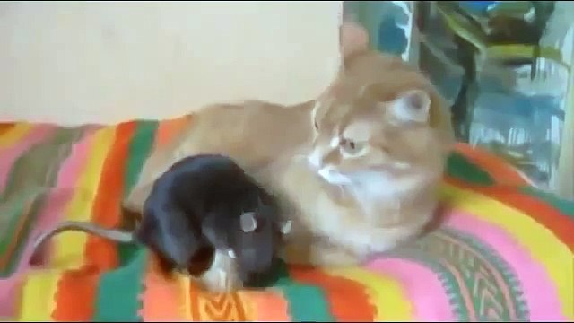 Кот демократ Мега прикол!!!