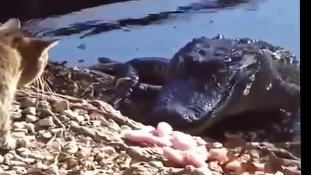 Как КОТ Избил КРОКОДИЛА ! Смотрите Супер Прикол !