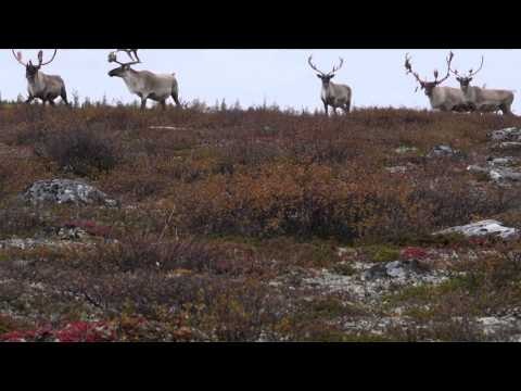 The Zone - Monster Muleys Crazy Caribou