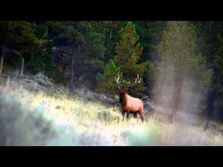 Dead Down Winds Live the Wild Life - Living the Dream