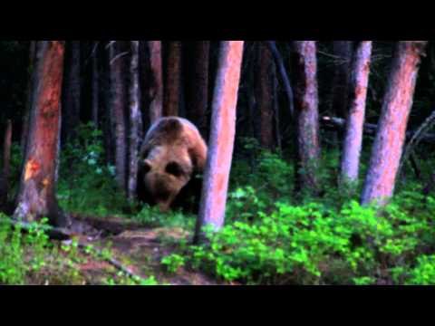 Where in the World is Colorado Buck - Colorado travels to Alaska