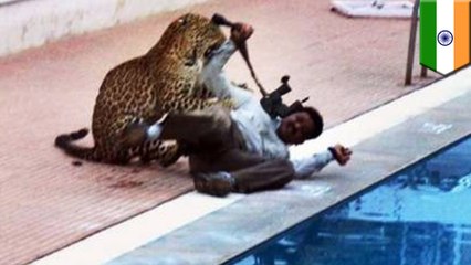 Leopard injures six during 10-hour struggle to remove cat from school