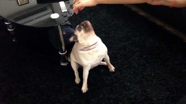 мой мопс, мопс поддается дрессировке , смешная собака