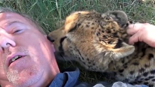Taking A Nap With Loving Female Cheetah - Cat Cuddles & falls Asleep In Mans Arms -Needs