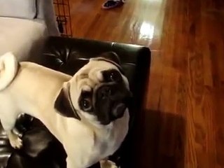 Мопс идёт принимать ванну