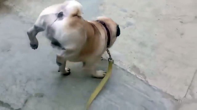 Собака долго терпела в туалет, писающий мопс