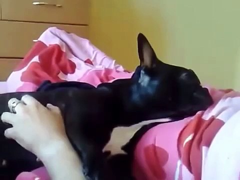 СОБАКА МОПС НАСТОЙЧИВО ПРОСИТ ЛАСКИ!!!