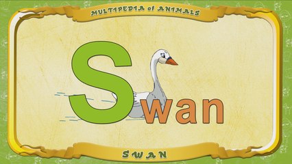 Multipedia of Animals. Letter S - Swan