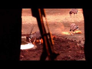 Jason Petersons Into the Wild - Dare to Bowhunt
