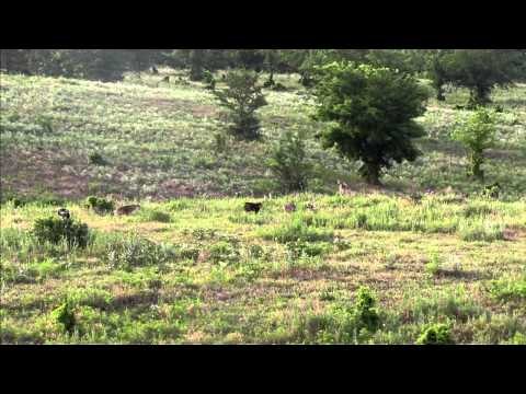 Relentless Pursuit - Relentless Pursuit