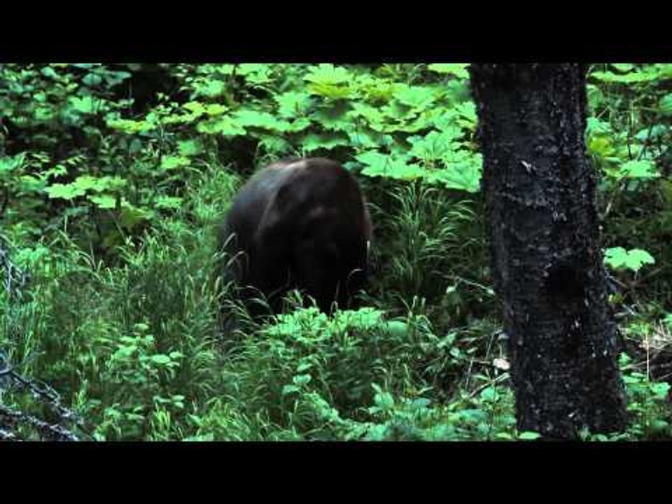 Savage Outdoors