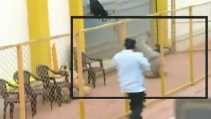 Harimau masuk sekolah, enam orang cedera