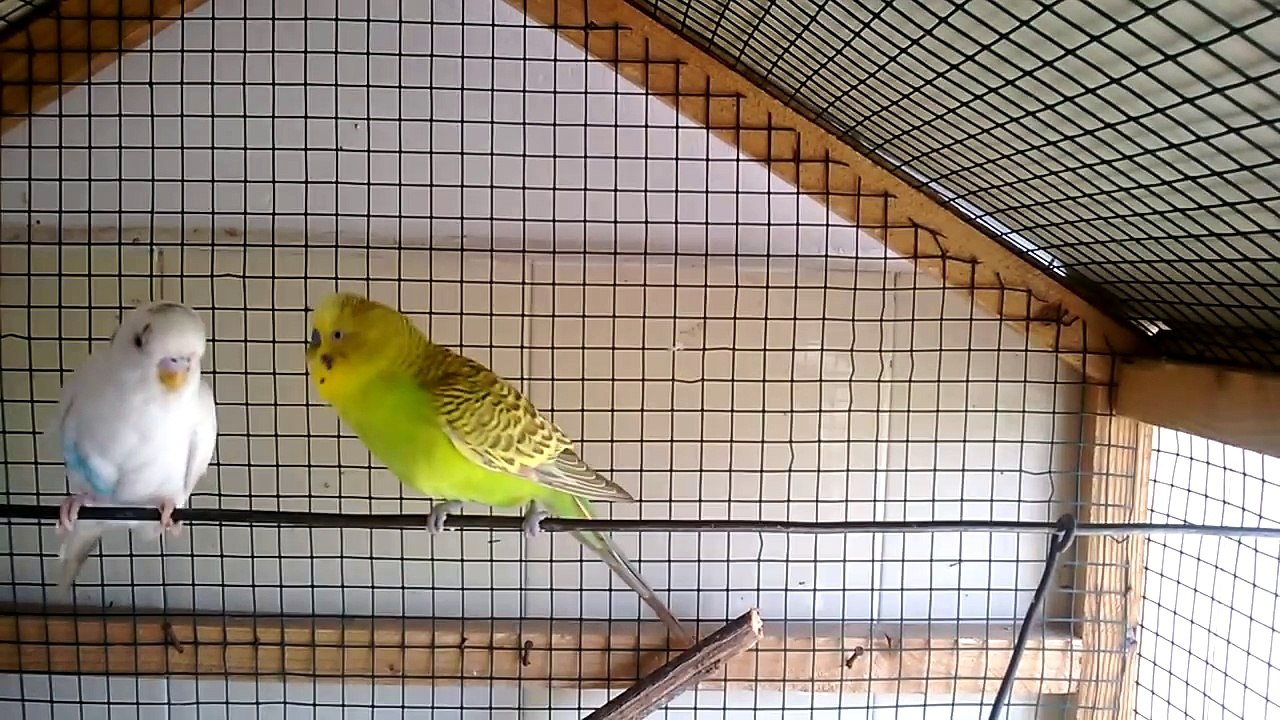 Budgerigar singing, chirping