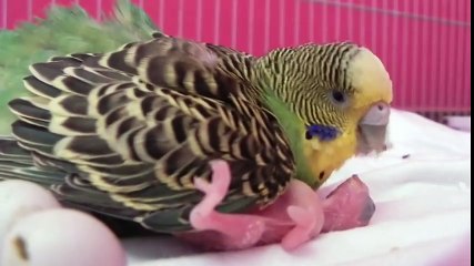 Periquitos Australianos - Mae 'CEGA' Alimentando Filhote
