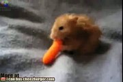 Hamster eats a whole carrot Funny Animal Videos, Funny Pet Videos, Funny Cat Video