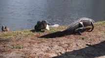 Gators Fight Like Champs