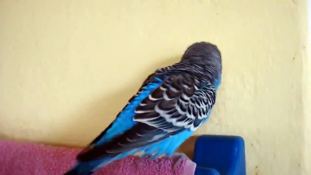 Волнистый бесконечной говорящий попугай