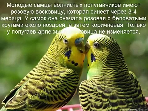 волнистый попугай как отличить самочку от самца