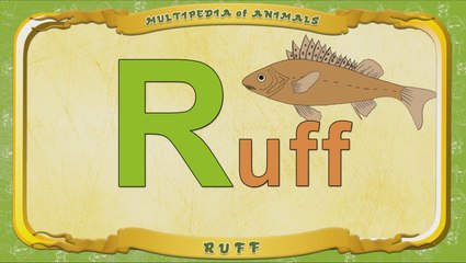 Multipedia of Animals. Letter R - Ruff