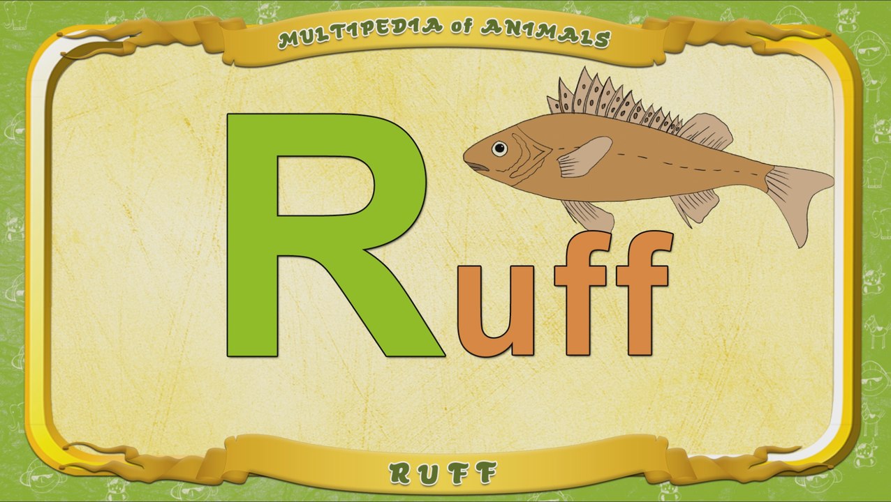 Multipedia of Animals. Letter R - Ruff