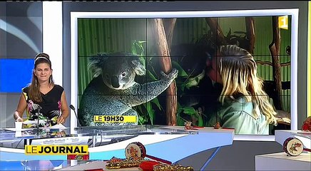 Une équipe française au secours des koalas