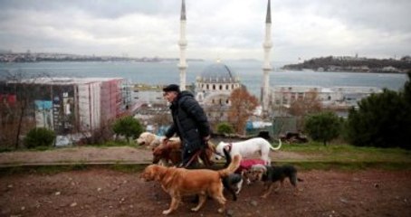 Köpek Gezdiricileri Ayda Ne Kadar Kazanıyor