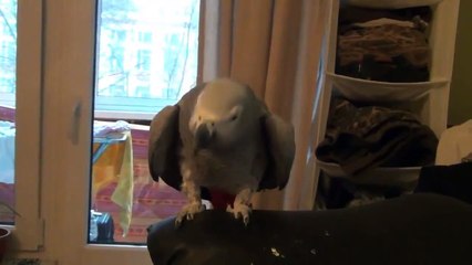 Красивый попугай жако красиво поет и говорит!