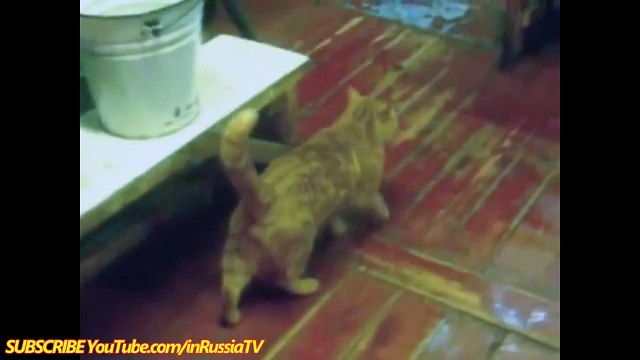 Кот против медведя!