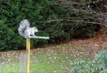 Mission Impossible - Squirrel Edition