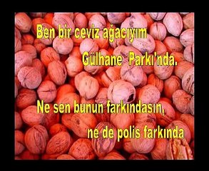 CEM KARACA - CEVİZ AĞACI