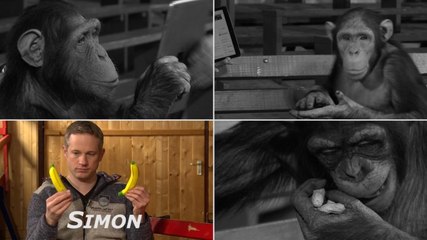 Monkeys React To iPad Magic