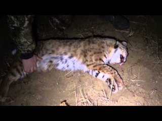 Predator Nation - Hunte em at Night