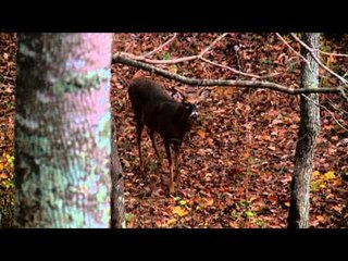 Innerlocs Out There - Kentucky Derby Buck
