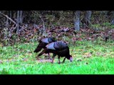 Silent Draw Outdoors - Turkey Hunting Championships
