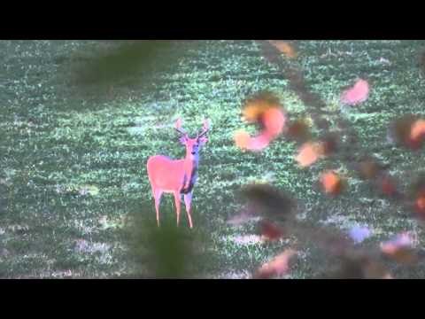 The Replacements - The Replacements