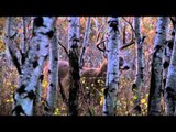 Dean Partridges Canadian Whitetail - The Big Eight