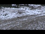 The Hunting Chronicles - Alberta NonTrophy Bighorn Sheep